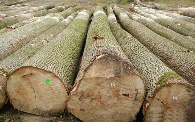 Các loại gỗ tần bì 