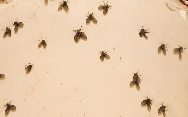 Cách diệt ruồi cống 