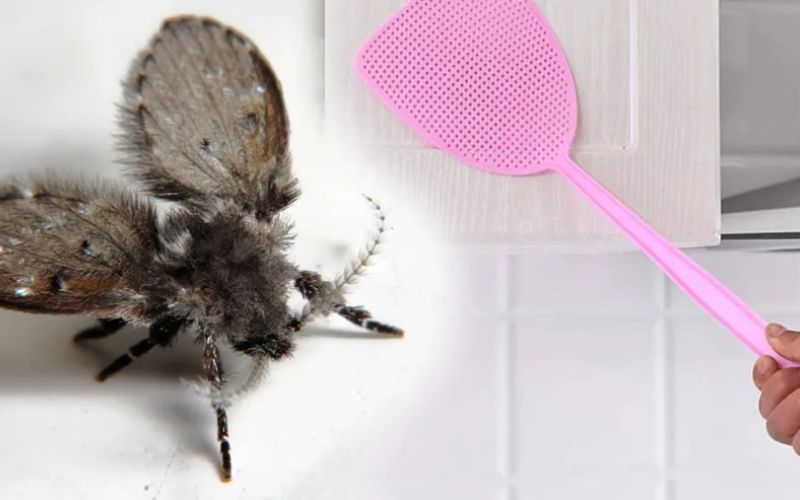 Dùng vợt đập ruồi cống