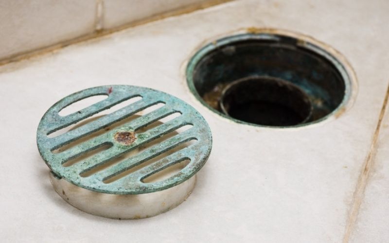 Nguyên nhân ruồi cống xuất hiện trong nhà vệ sinh