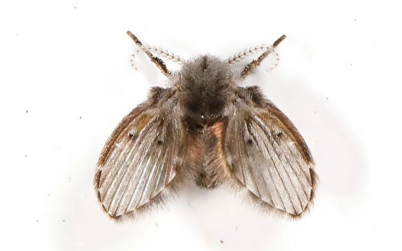 Ruồi cống là gì?