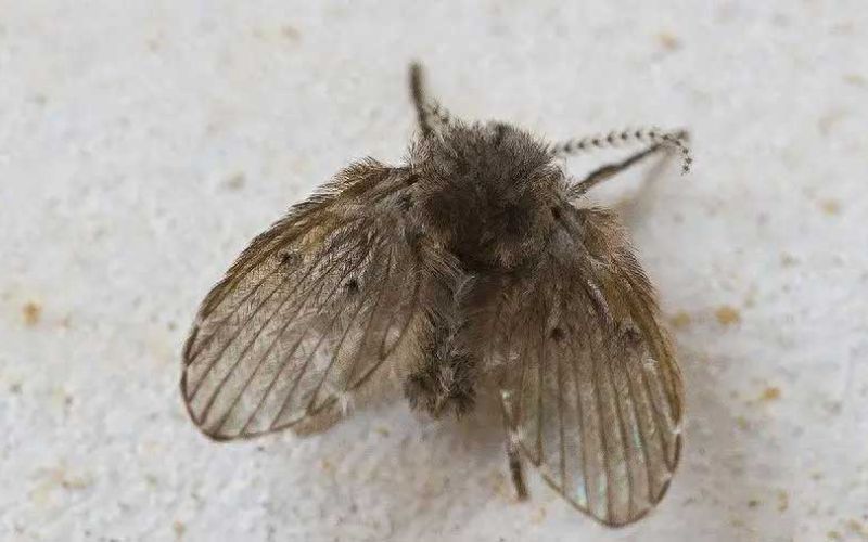 Tại sao phải tìm cách diệt ruồi cống nhà vệ sinh?